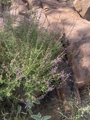 Syncolostemon canescens