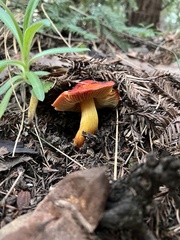 Hygrocybe laetissima