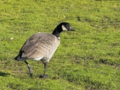 Branta hutchinsii leucopareia
