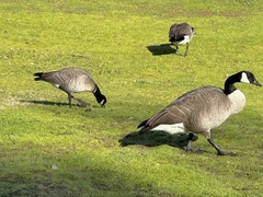 Branta hutchinsii leucopareia