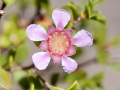 Pericalymma ellipticum