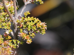 Pericalymma ellipticum