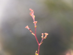 Pericalymma ellipticum