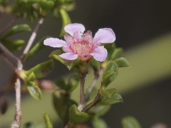 Pericalymma ellipticum