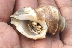 Rapaninae