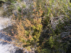 Pericalymma ellipticum