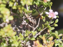 Pericalymma ellipticum