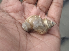 Rapaninae