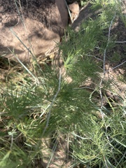 Asparagus nelsii
