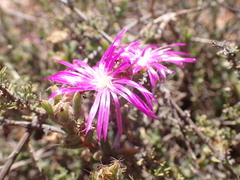 Trichodiadema emarginatum