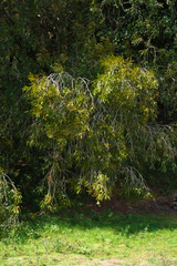 Pouteria salicifolia