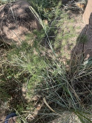 Asparagus nelsii