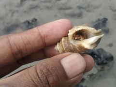 Rapaninae