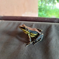 Hydrophylax bahuvistara