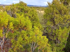 Halocarpus bidwillii
