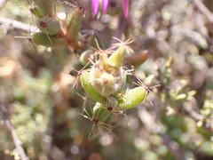 Trichodiadema emarginatum