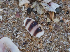 Palmadusta asellus