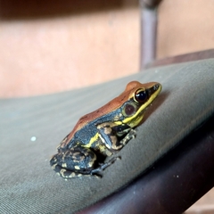 Hydrophylax bahuvistara