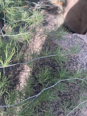 Asparagus nelsii