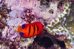 Centropyge loriculus