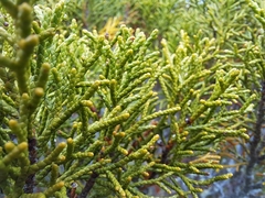 Halocarpus bidwillii