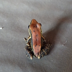 Hydrophylax bahuvistara