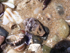 Conus coronatus