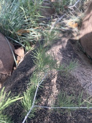 Asparagus nelsii