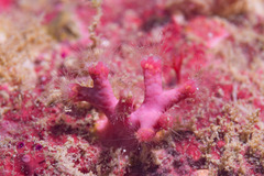 Sporadotrema