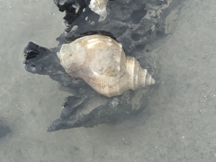 Rapaninae