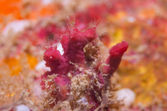 Sporadotrema