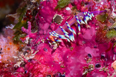 Coryphellina exoptata