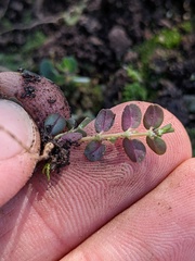 Euphorbia serpens