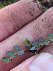 Euphorbia serpens