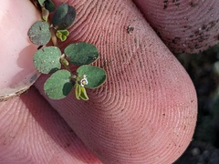 Euphorbia serpens