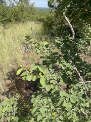 Pseudolachnostylis maprouneifolia