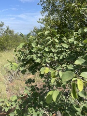 Pseudolachnostylis maprouneifolia