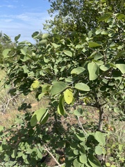 Pseudolachnostylis maprouneifolia