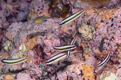 Thalassoma amblycephalus