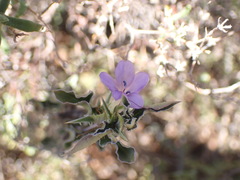 Barleria irritans
