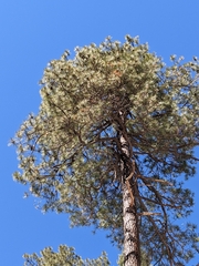 Pinus engelmannii