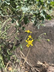 Calostephane divaricata