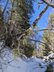 Pseudevernia consocians