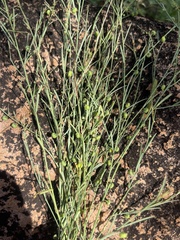 Phyllanthus incurvus