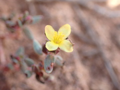 Portulaca quadrifida