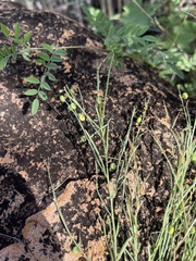 Phyllanthus incurvus