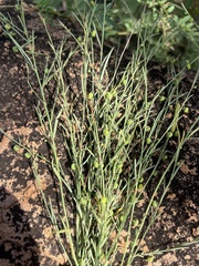 Phyllanthus incurvus