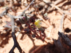 Portulaca quadrifida