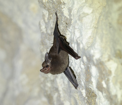 Peropteryx