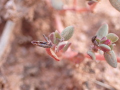 Portulaca quadrifida